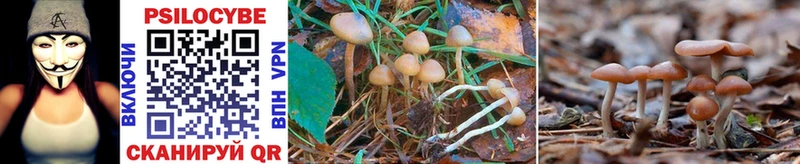 продажа наркотиков  Ясногорск  Псилоцибиновые грибы Psilocybine cubensis 